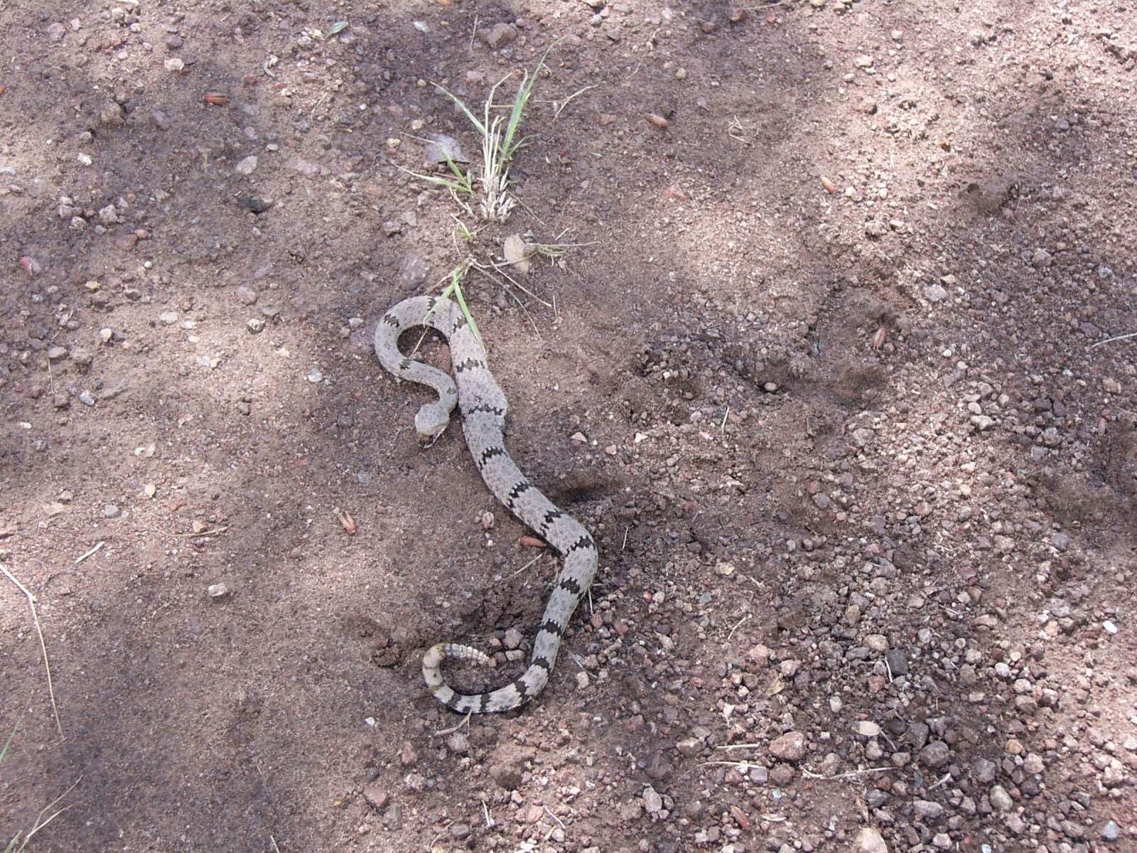 Rattlesnake II.