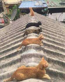 rooftopsnipercats.