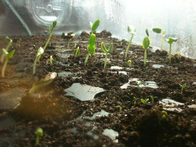 seedlings.