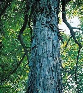 Shagbark-hickory.