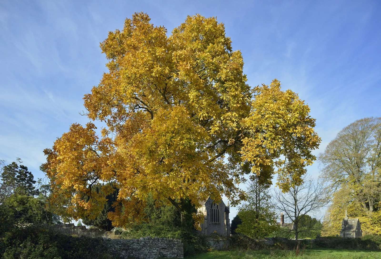 Shagbark-hickory-tree-Carya-ovata.
