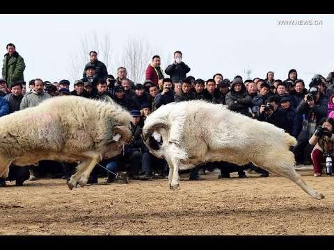 Sheep-fight.