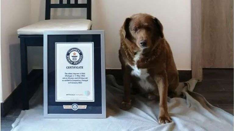 skynews-bobi-oldest-dog_6045061.