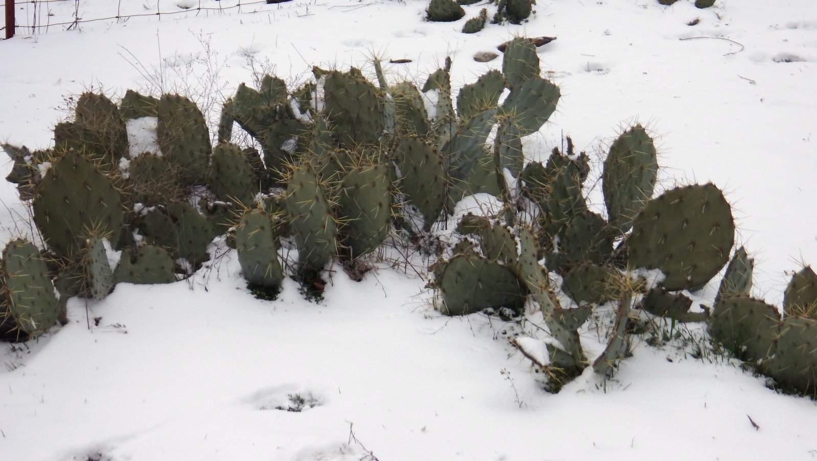 Snow and Sleet Day Make Mine a Cactus Day.JPG