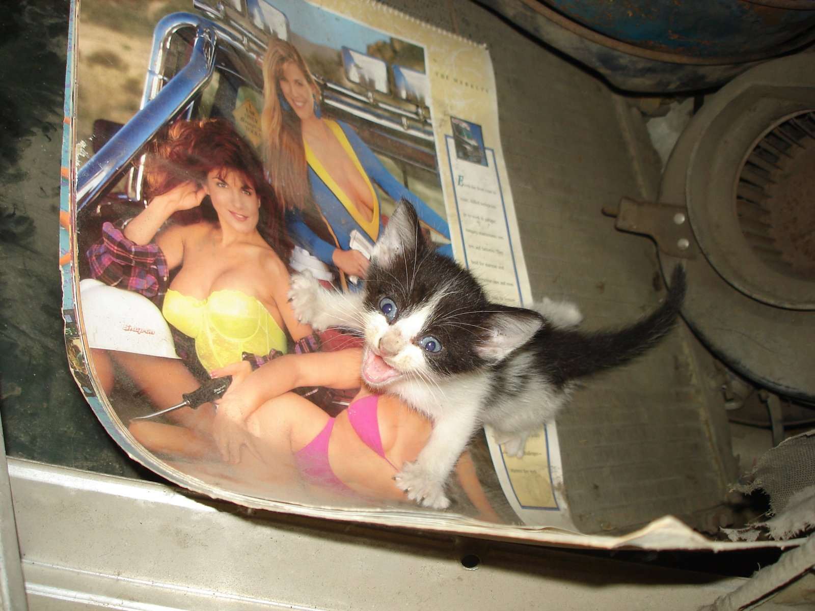 Spazcat.