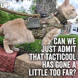 Tacticool cat.