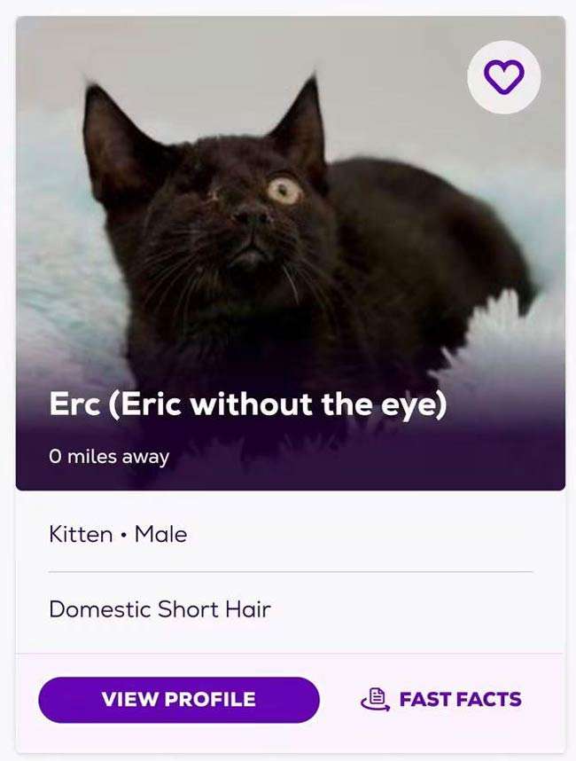 This-cats-name.