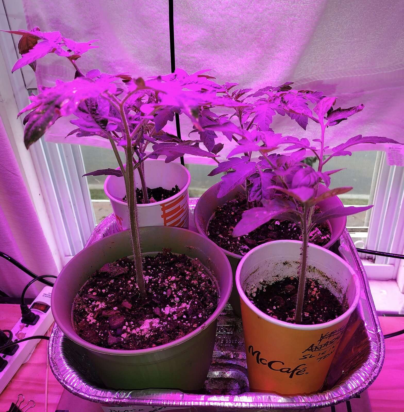 Toms 20230605.