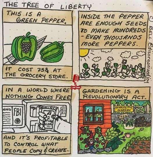 Tree-of-liberty.