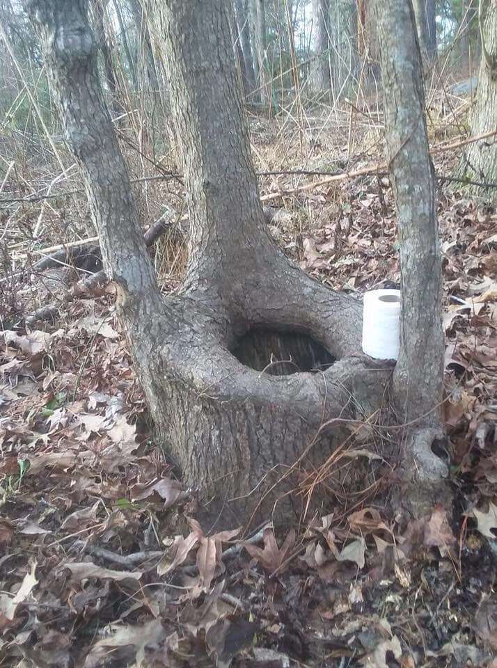 tree-pot.