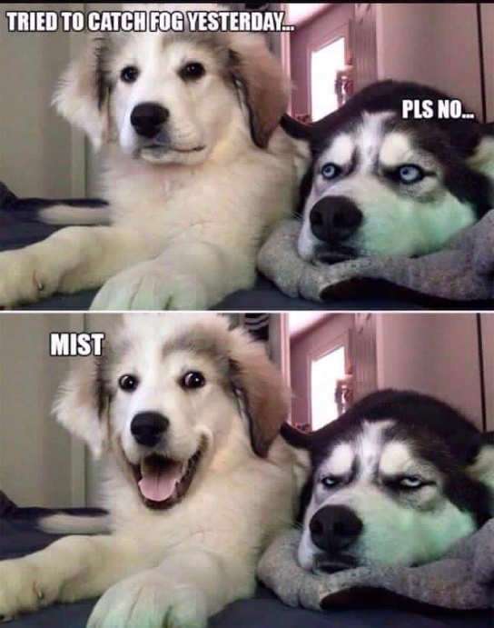 tried-to-catch-fog-joke-mist-dogs.