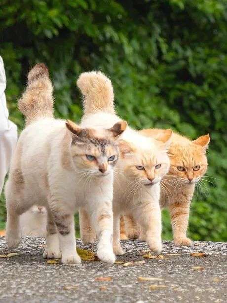 tumblr_6a71f35ec7198c0cb42e84e65bacd11d_7ce1aa5a_500.