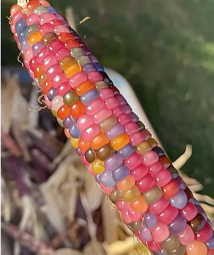 upload_2024-12-10_16-28-55.