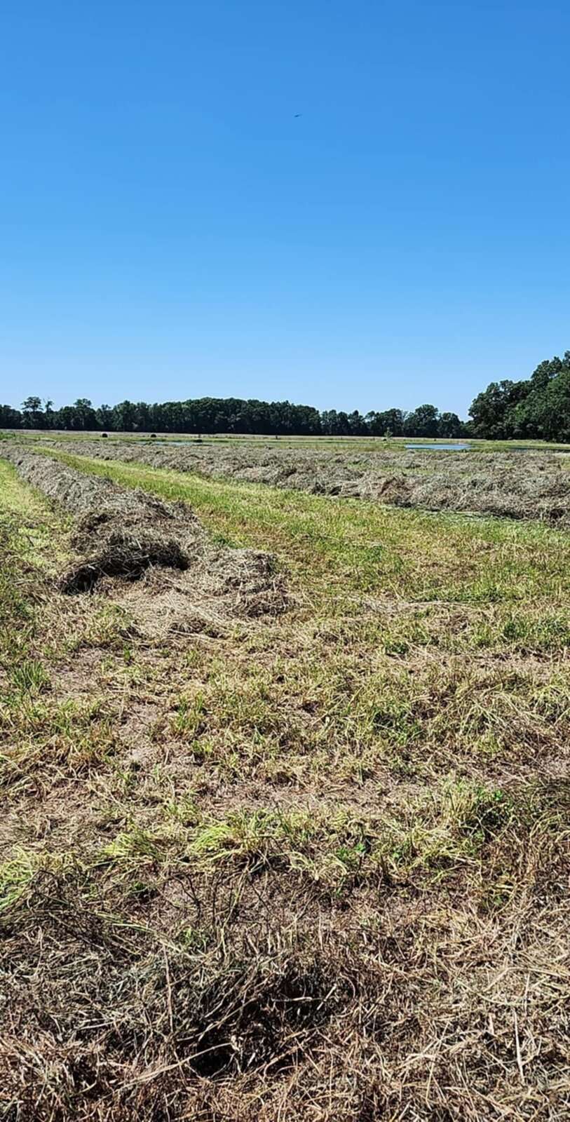 windrow 2024.