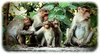 monkey-family.