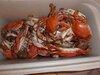crabs 001 (800x600).jpg