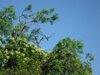 Roadrunner at the Lake 1.JPG