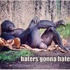 monkey haters.jpg