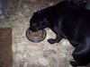 Pup 1 eating.JPG