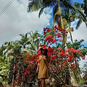 Bougainvilleas_in_Bloom