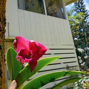 Hawaii_Orchid