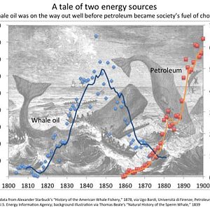 Whale-Oil-and-Petroleum-Chart-AOGHS