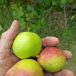 July 26 fruit