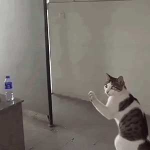 Karate cat