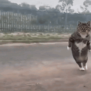 Cat bird