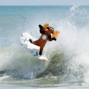 moose surfing1.JPG