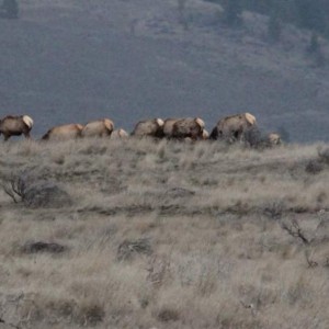 Elk visit 2015 4