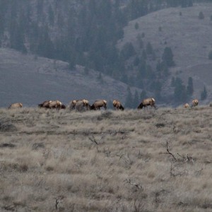 Elk visit 2015 3