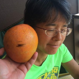 Mango from tai chi student