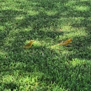 Finches and other birds joined our tai chi class