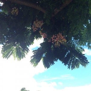 Under a tai chi tree