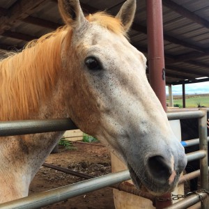 Visited a friend's horse