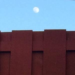Moon was on the fence