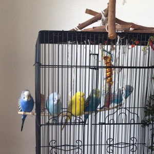 Birds hanging out
