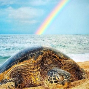 The turtle and the rainbow