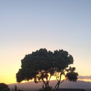 Golden sunset tree