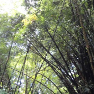 I ❤️ bamboo