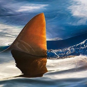Shark fin by Clark Little