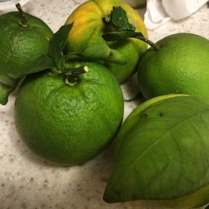 Hawaiian oranges