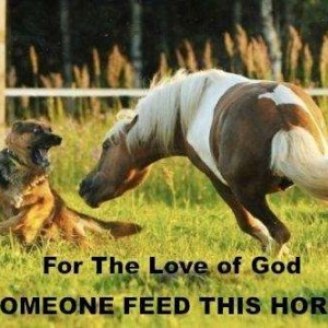 Feed The Horse