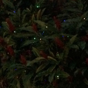 Ginger bush lights up