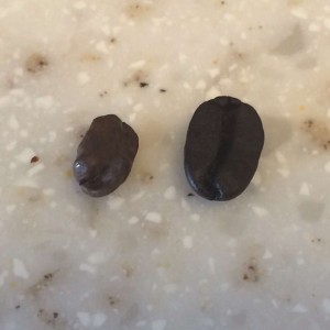 Kauai and Ka'u coffee beans