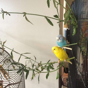 Parakeets ❤️ hawiwi