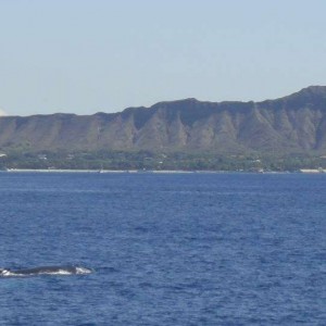 Whales in from of Diamond Head