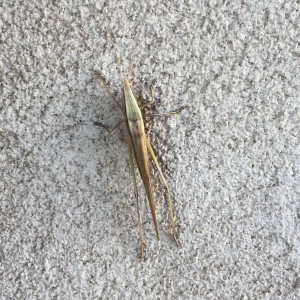Guardian grasshopper