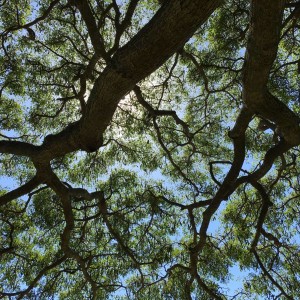 Tai chi tree
